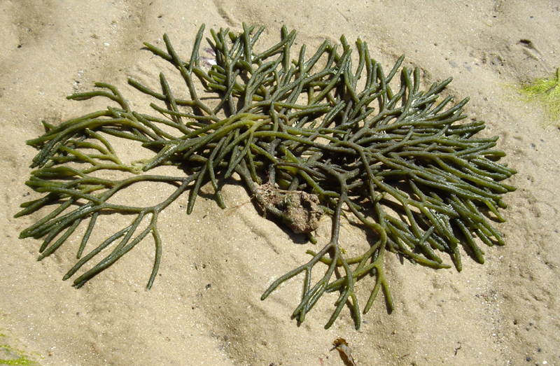 <p><em>Codium fragile spp. fragile </em>removed from its habitat and photographed on sand.</p>
