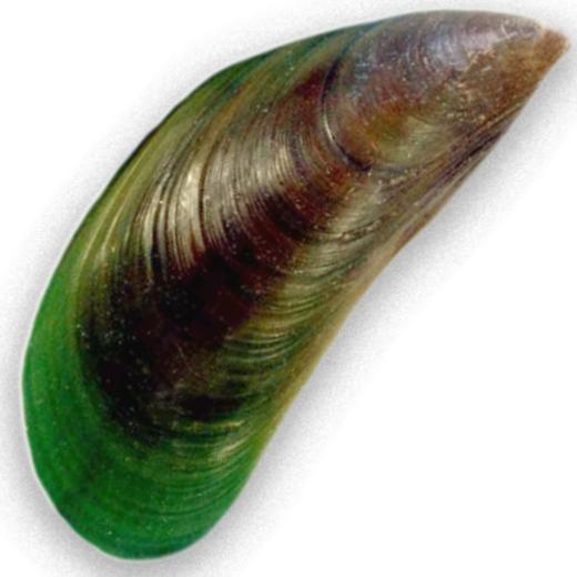 <p>A single specimen of <em>Perna viridis</em>. The distinct green colour of the shell is clearly visible.</p>
