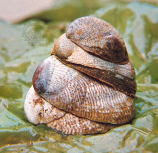 <p><em>Crepidula fornicata </em>stack.</p>
