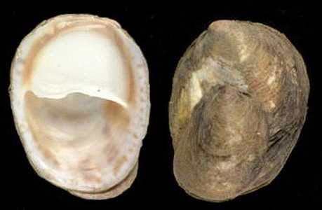 <p><em>Crepidula fornicata.</em></p>
