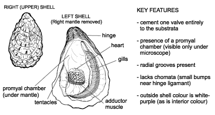 <p><em>Magallana&nbsp;gigas</em> diagram &amp; key features. Cement one valve entirely to the substrata. Presence of a promyal chamber (visible only under microscope). Radial grooves present. Lacks chomata (small bumps near hinge ligamant). Outside shell colour is white-purple (as in interior colour).</p>

