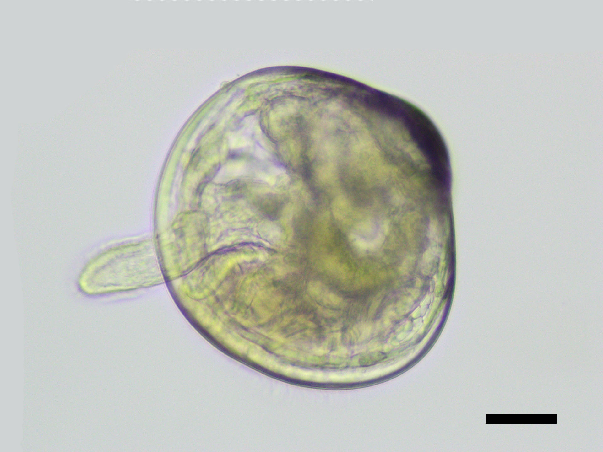 <p><em>Mytella strigata&nbsp;</em>pediveliger</p>
