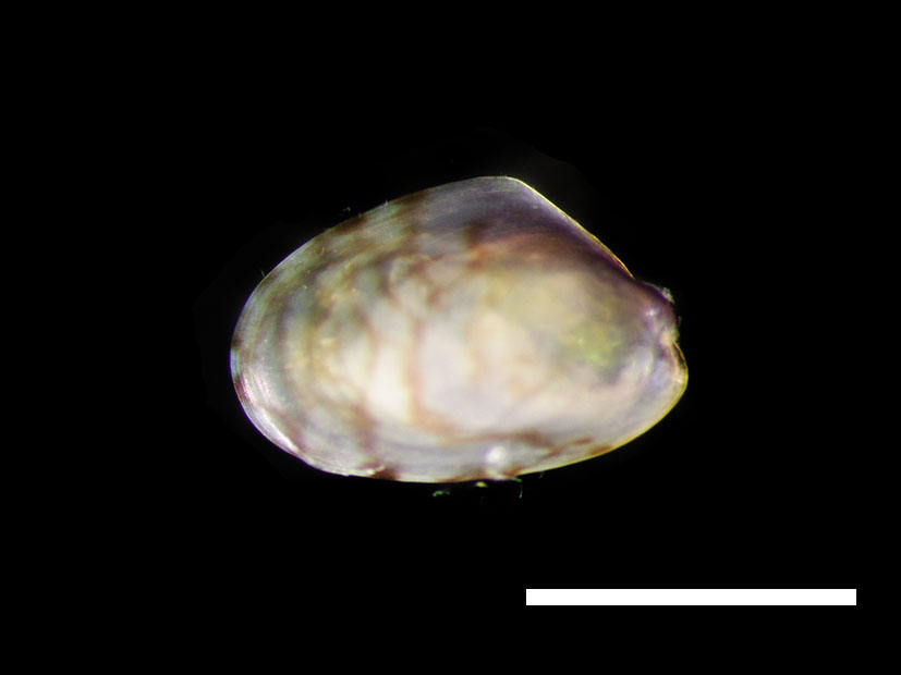 <p><em>Mytella strigata&nbsp;</em>juvenile</p>
