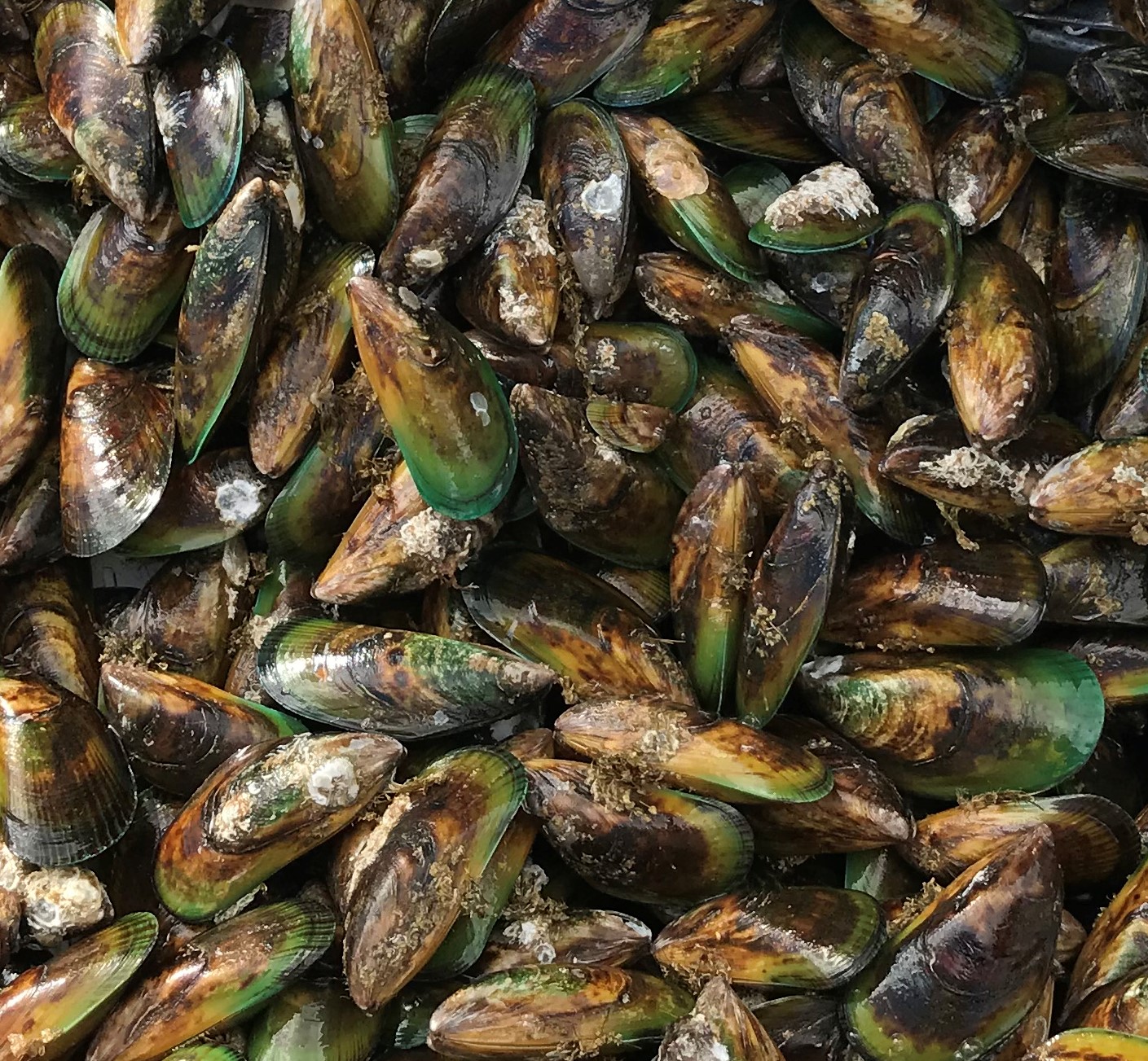 <p><em>Perna canaliculus</em>, some with barnacles fouling the shell.</p>
