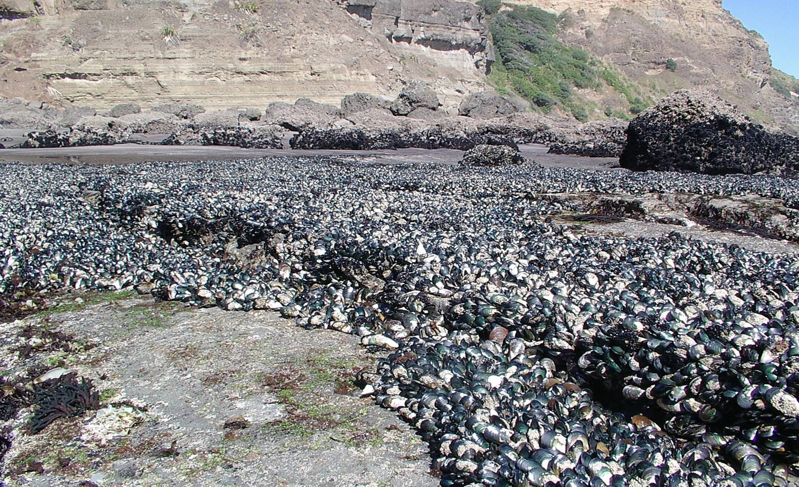 <p>Natural beds of&nbsp;<em>P. canaliculus </em>on an intertidal rock platform at Muriwai, New Zealand. Note that the black mussels in top right of the photo are <i>Xenostrobus neozelanicus.&nbsp;</i></p>

