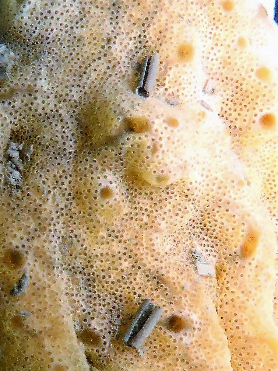 <p><em>Didemnum vexillum</em> from New Zealand, close-up. Photo courtesy of C. Woods, NIWA. Identification confirmed by M. Page.</p>
