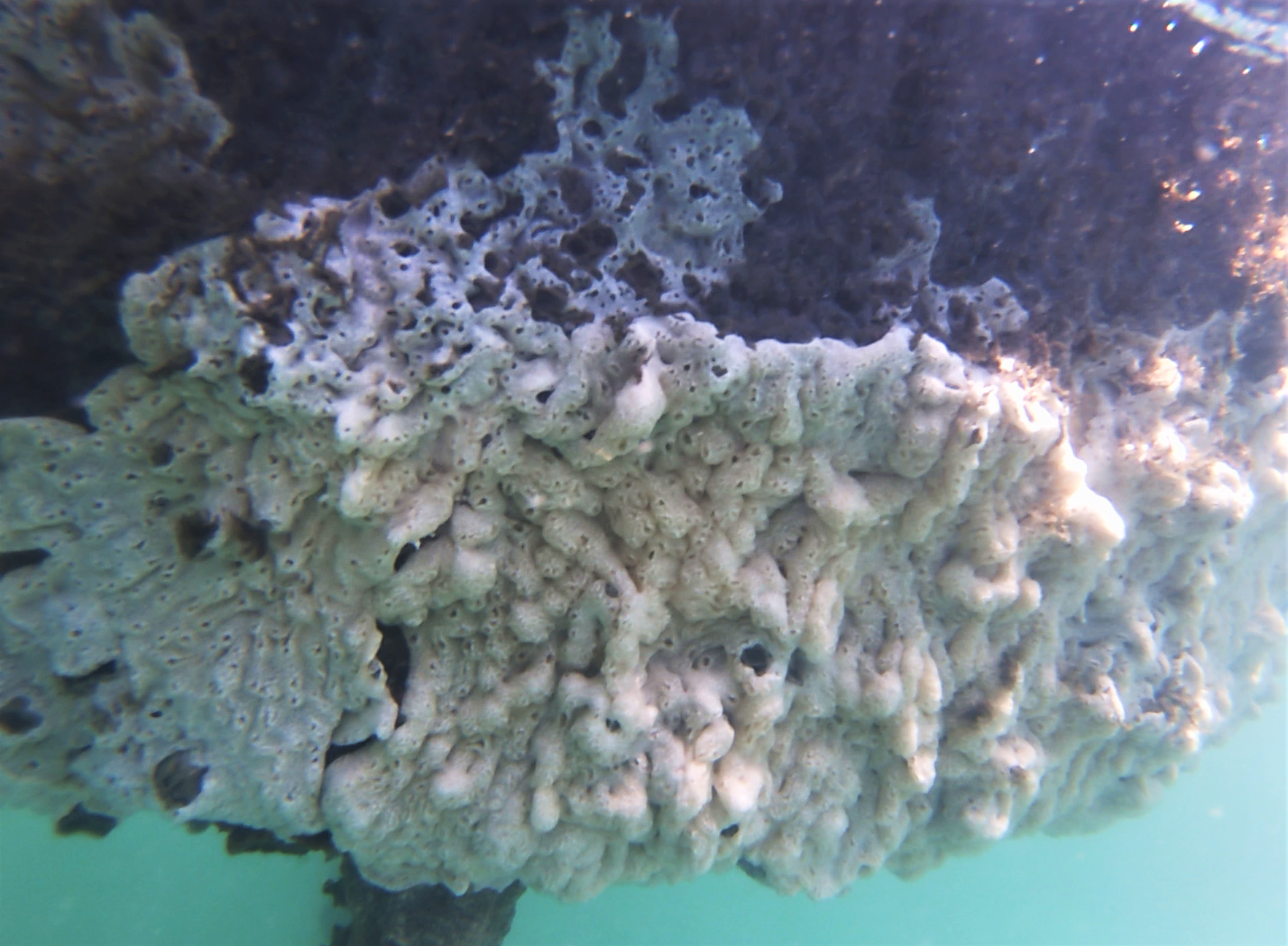 <p><em>D. perlucidum</em> on underside of buoy. Exhalent apertures at tip of lobes.<em>Carolyn Trewin, Queensland Department of Agriculture and Fisheries</em></p>
