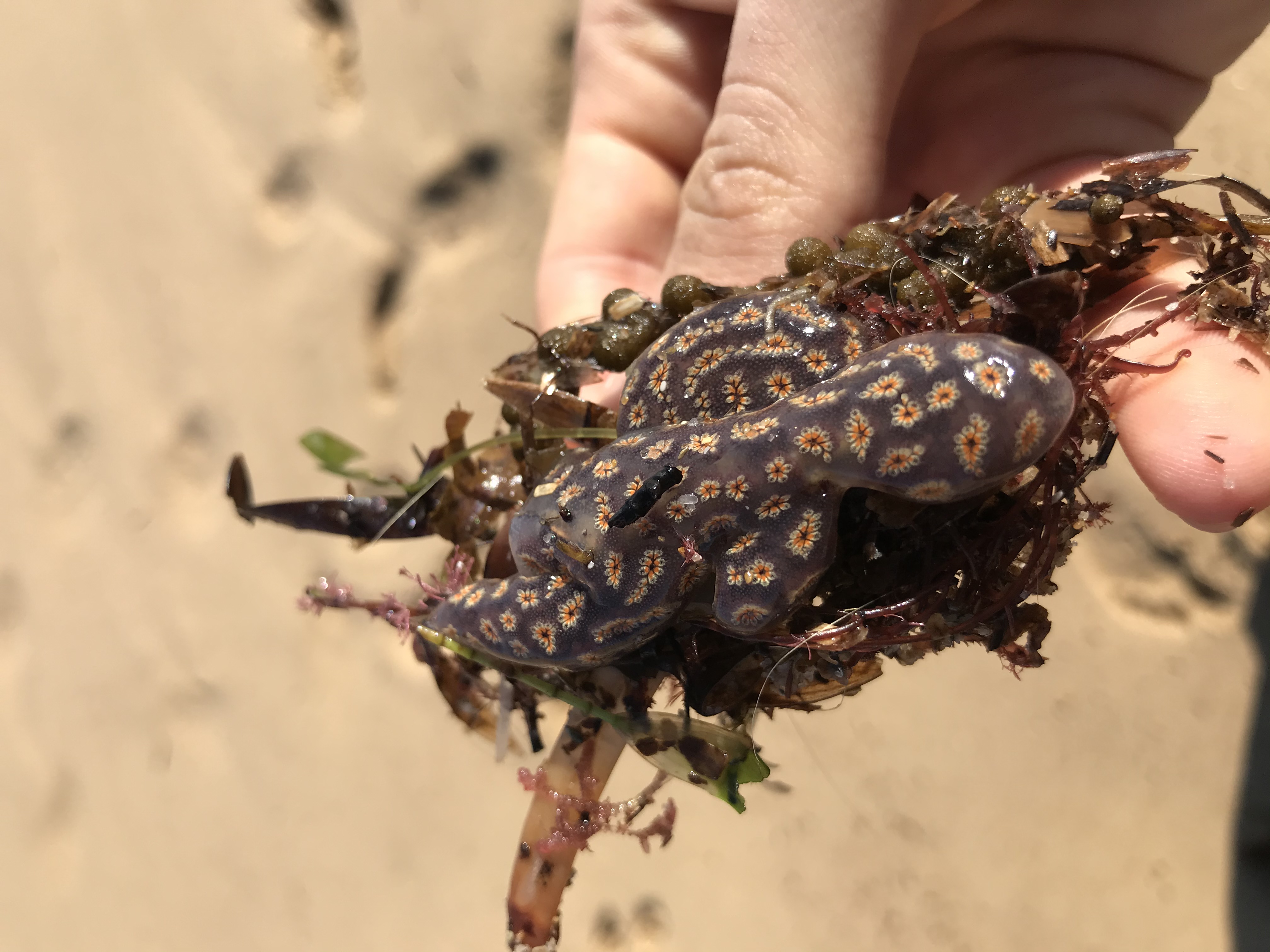 <p>Acsidian with characteristics consistent with&nbsp;<em>Botryllus schlosseri</em> found on beach at Bunbury, WA.</p>
