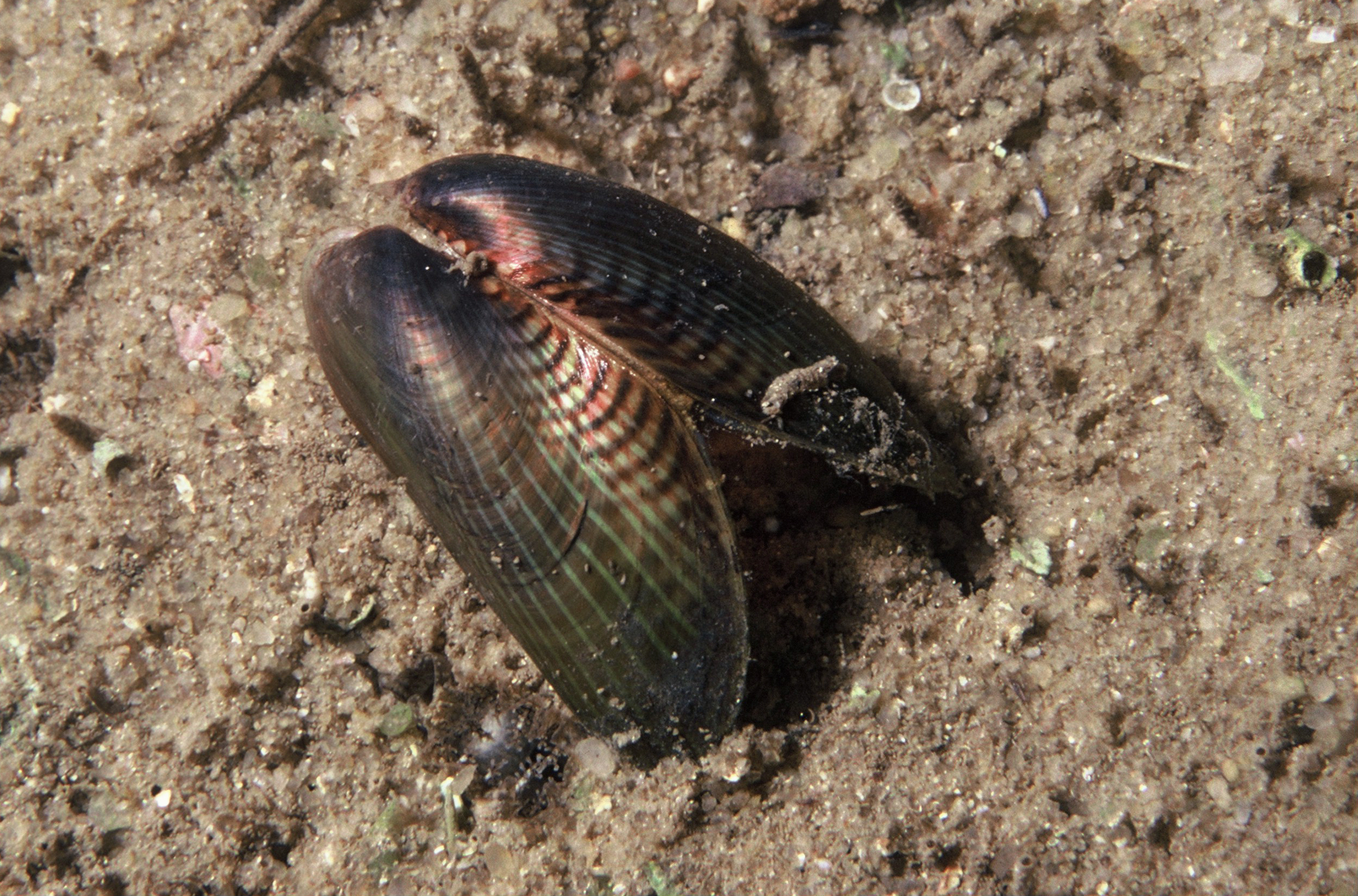 <p>A single <em>Arcuatula senhousia</em> specimen. Shows the species' iridescent radiating bands .</p>
