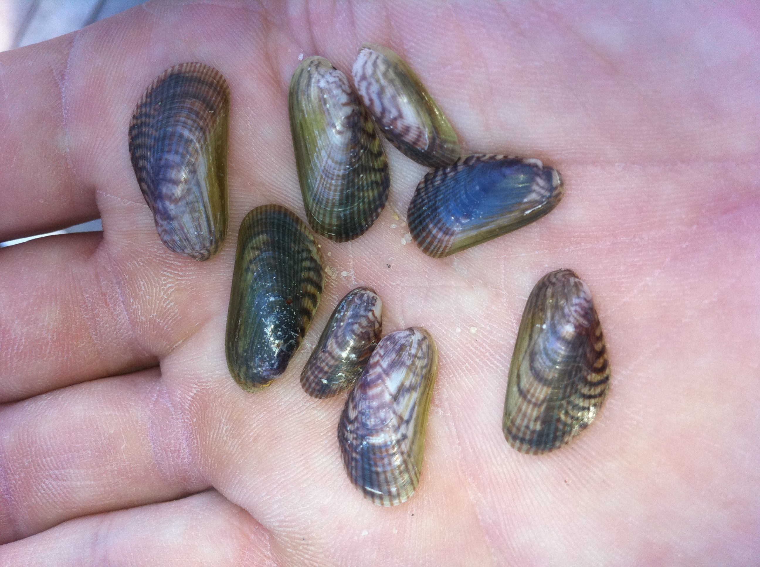 <p><em>A. senhousia</em> in hand. Noter patterning and size.</p>
