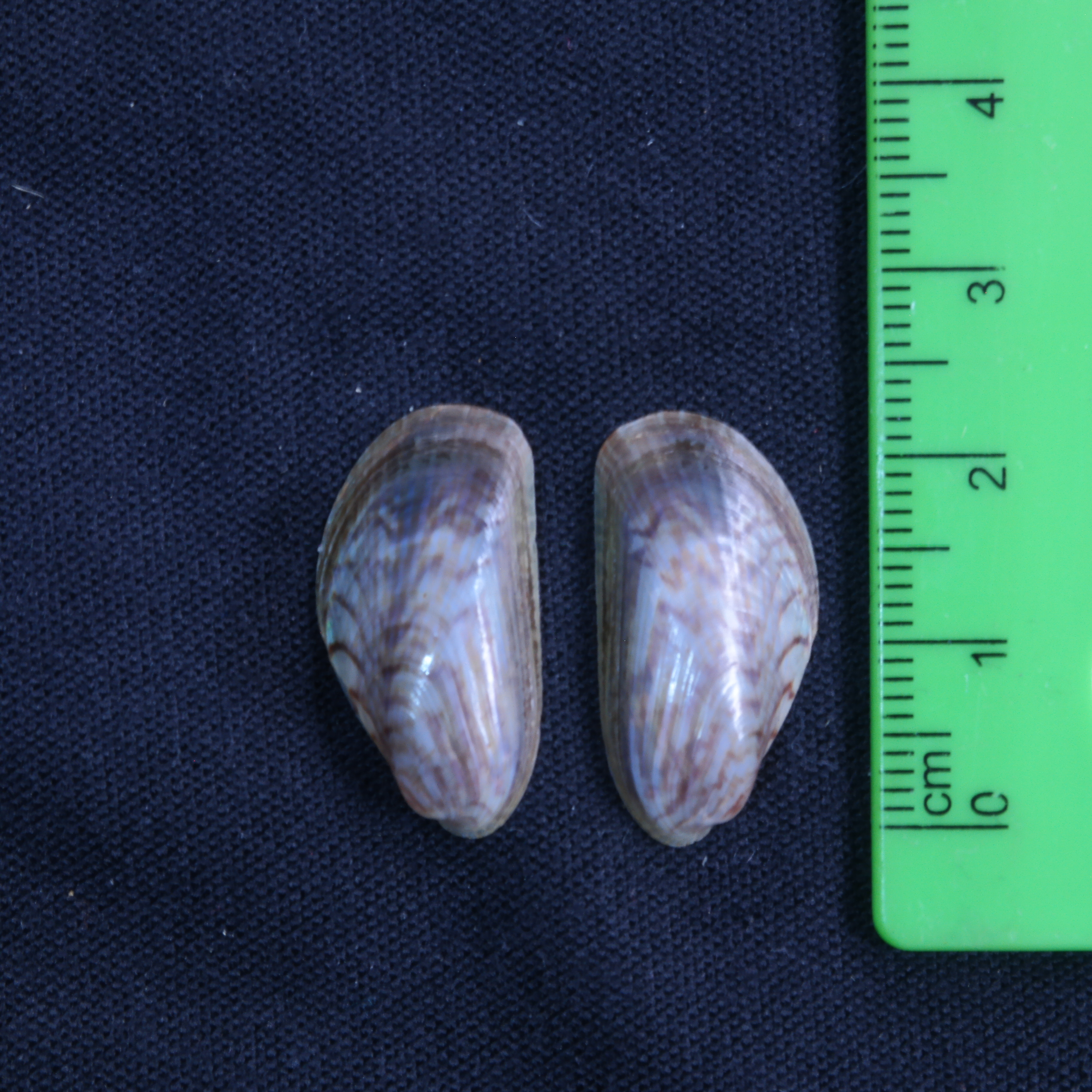 <p>Museum specimens of <em>A. senhousia</em> showing patterning and size.</p>
