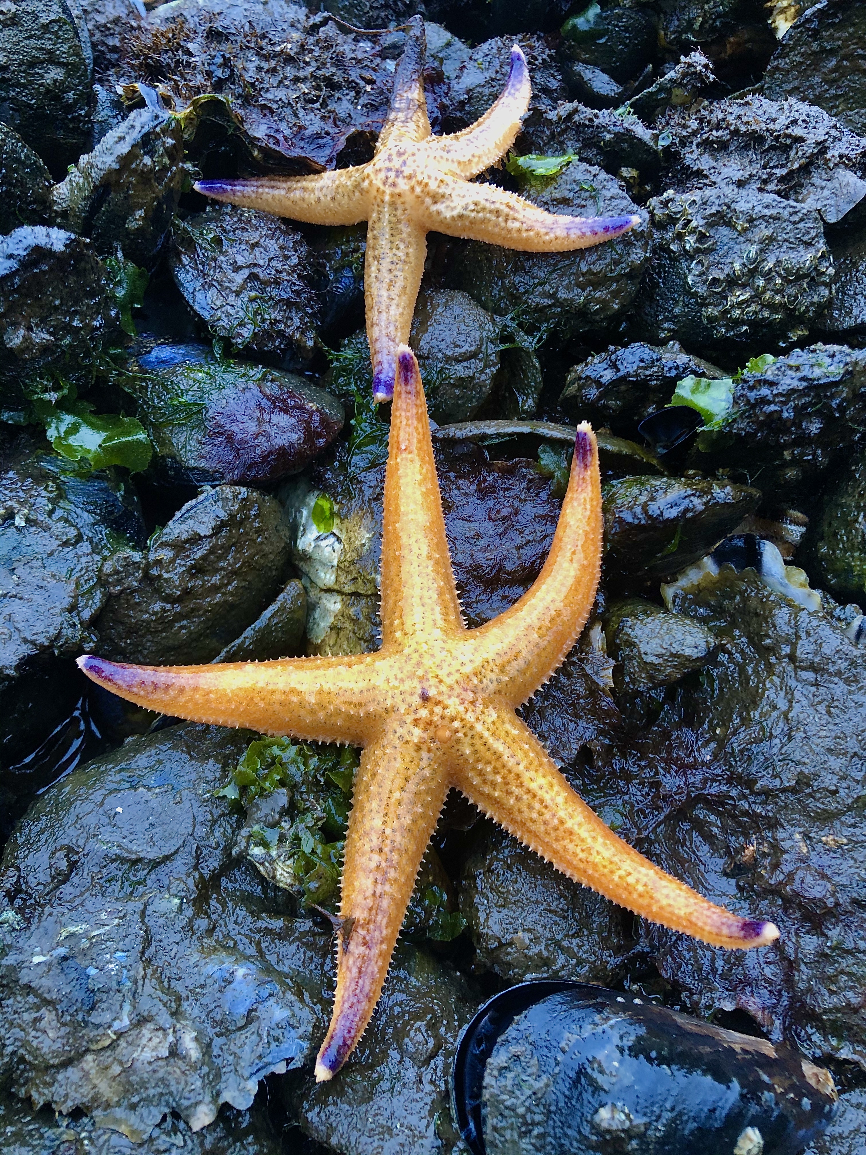 <p><em>Asterias amurensis</em>. Note these individuals are more slender than those in other pictures here. Where food is abundant the seastars can have much thicker arms.</p>
