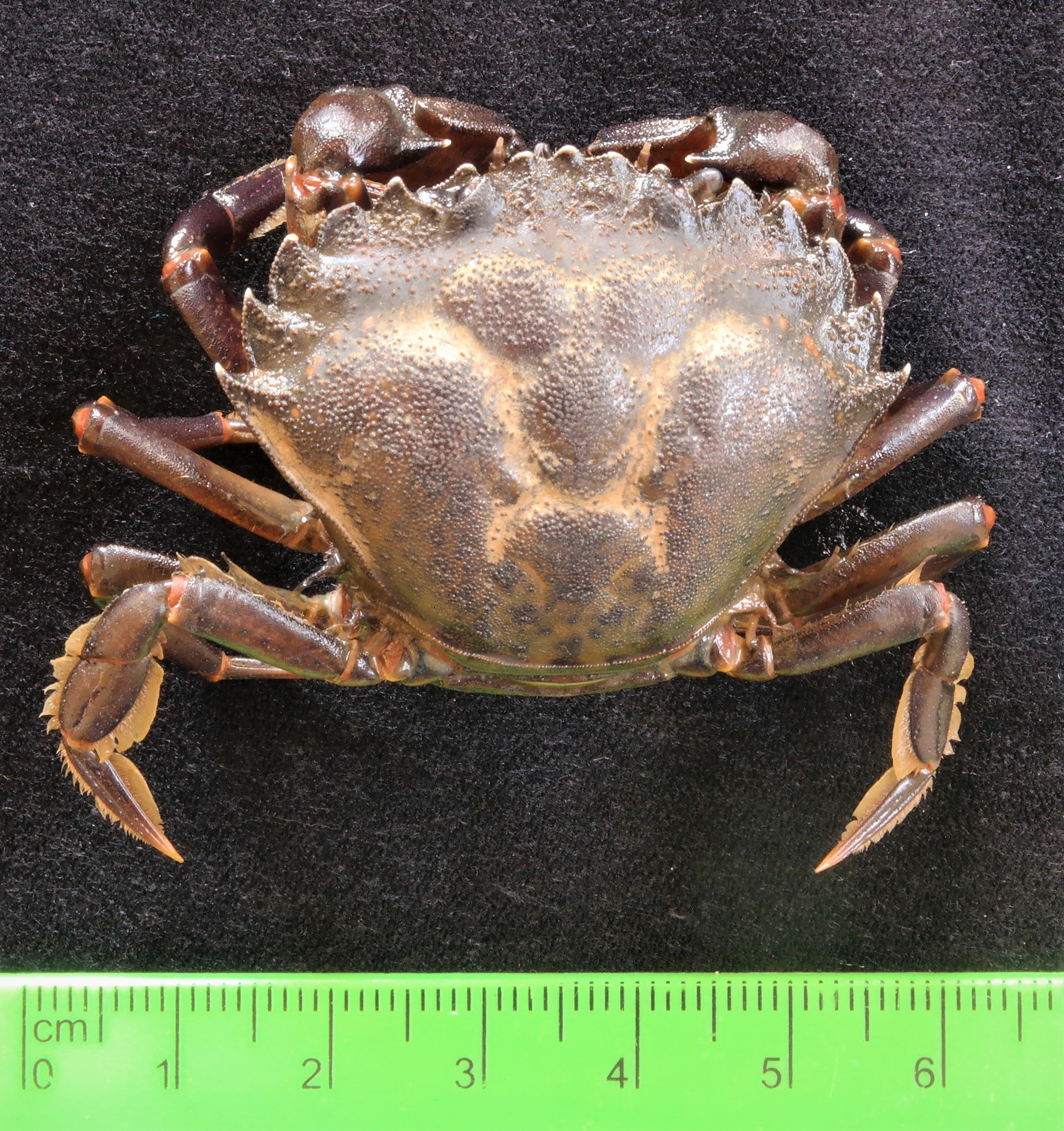 <p>Dorsal view of <em>C. maenas</em></p>
