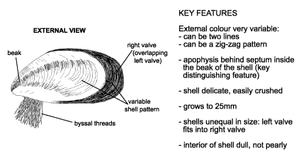 <p><em>Mytilopsis spp</em>. Diagram &amp; key features. External colour very variable:&nbsp;can be two lines,&nbsp;can be zig-zag pattern. Apophysis behind septum inside the beak of the shell (key distinguishing feature). Shell delicate, easily crushed. Grows to 25mm. Shells unequal in size: left valve fits into right valve. Interior of shell dull, not pearly.</p>
