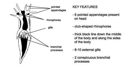 <p><em>Polycera capensis</em> diagram &amp; key features. 6 pointed appendages present on head. Club-shaped rhinophores. Thick black line down the middle of the body and along the sides of the body. 8-10 external gills. 2 conspicuous branchial processes.</p>
