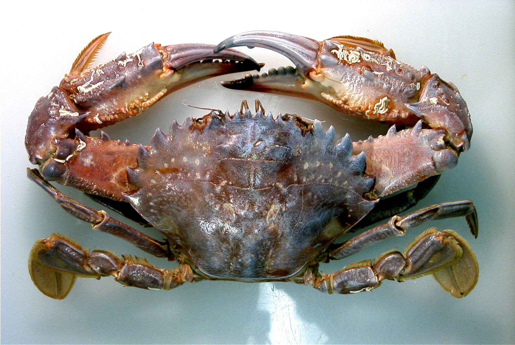 <p><em>Charybdis japonica</em>. This crab has not recently moulted and some tube worms have settled on the shell.</p>
