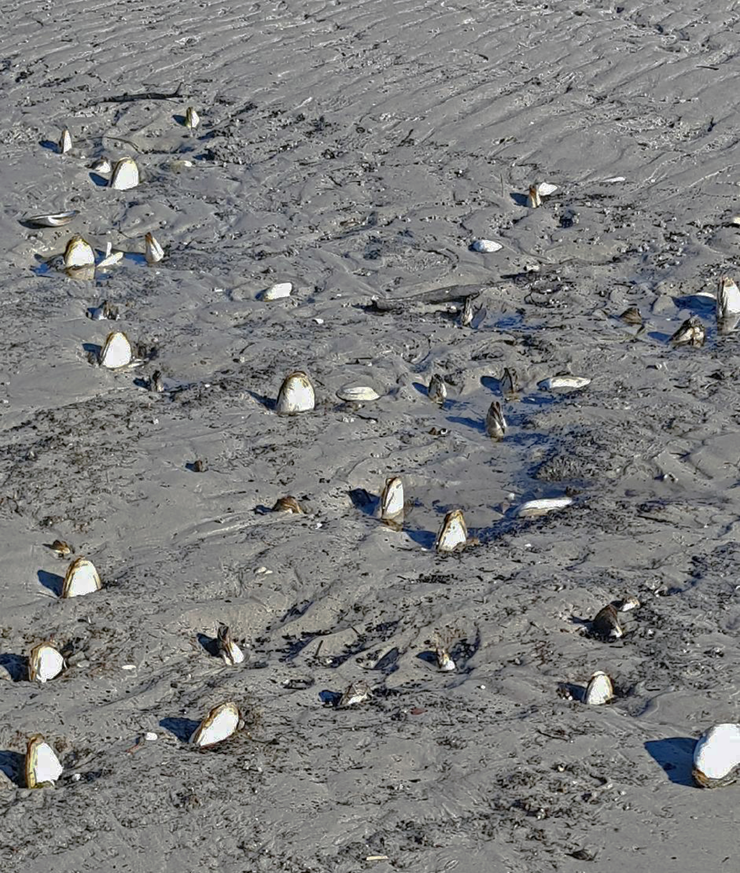 <p><em>Mya japonica</em> in Tasmania. The shells were exposed by a flood and normally&nbsp;would be completely buried.</p>
