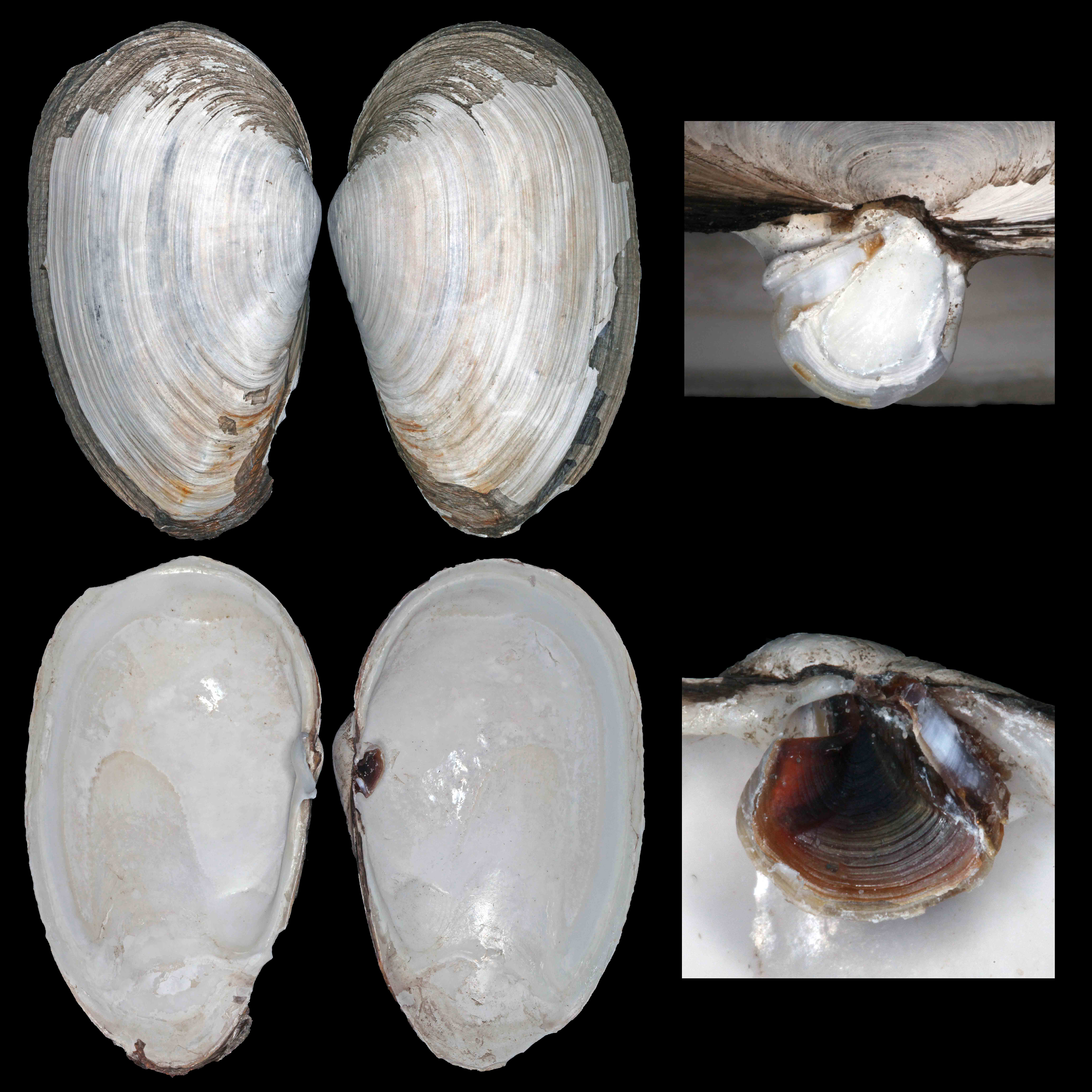 <p><em>Mya japonica</em> with details of hinge.</p>

