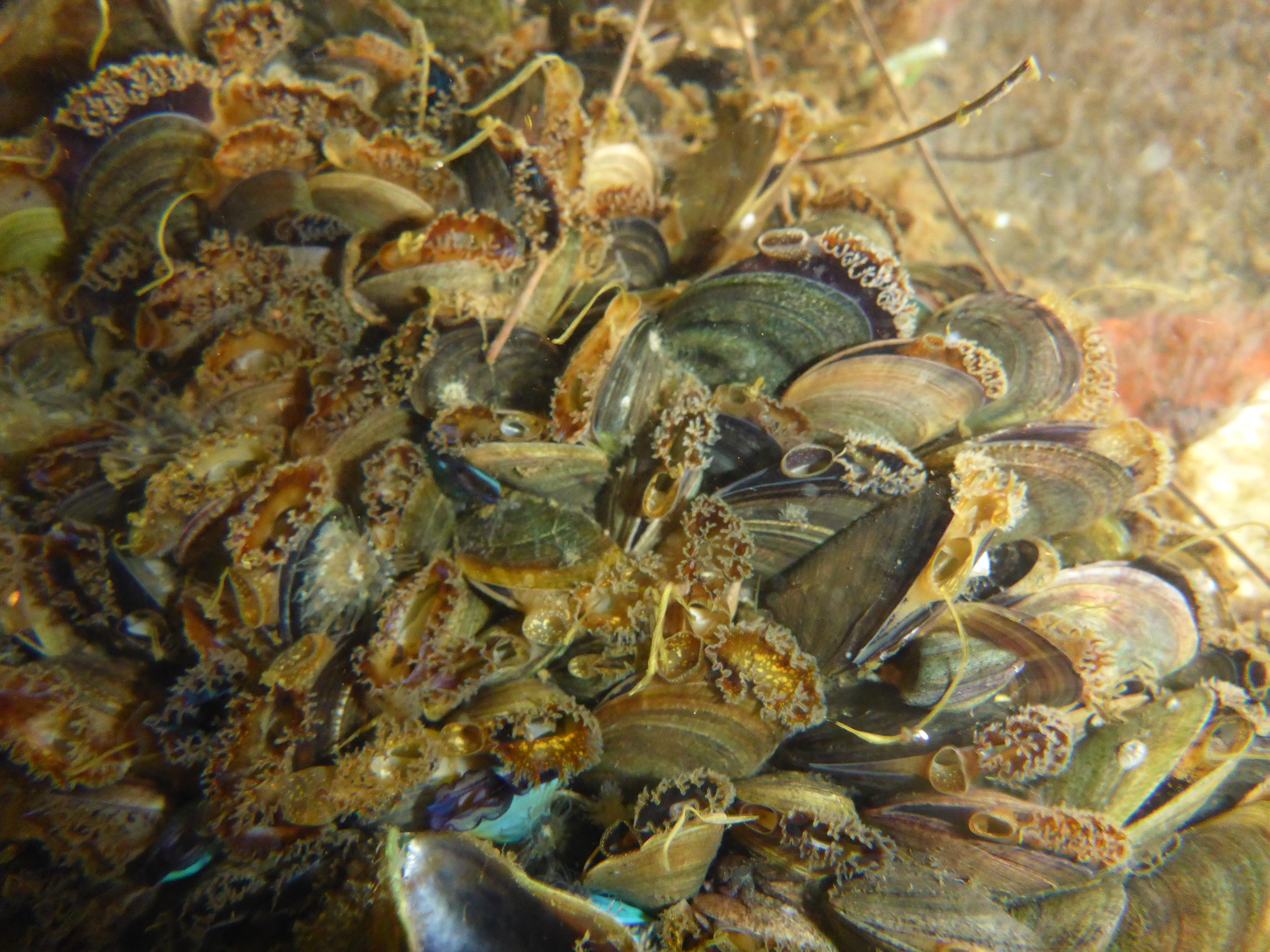 <p><em>Mytella strigata </em>live animals feeding.&nbsp;</p>
