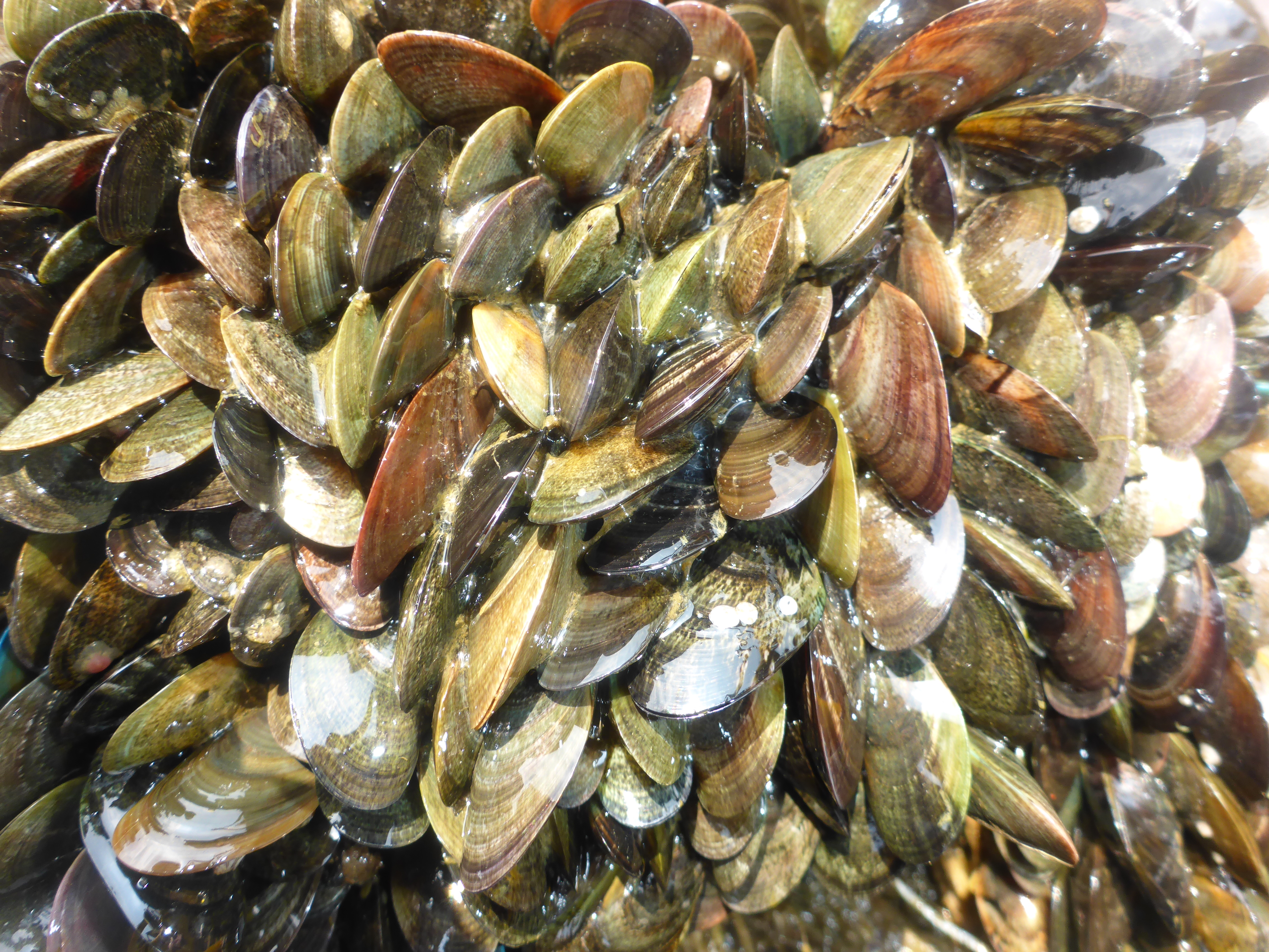 <p><em>Mytella strigata </em>adults.&nbsp; Most shells are closed.</p>
