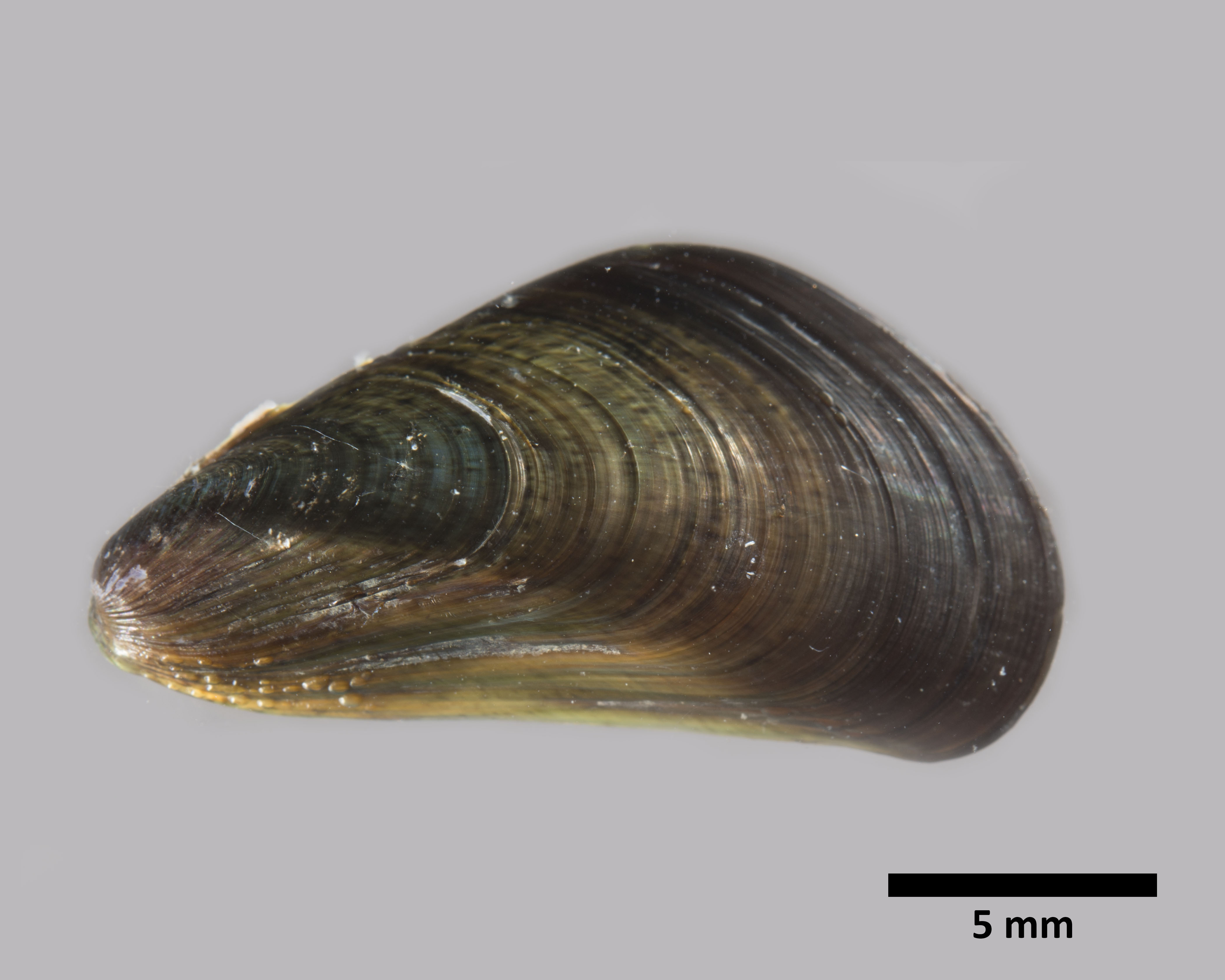 <p><em>Mytella strigata</em> adult shell.</p>
