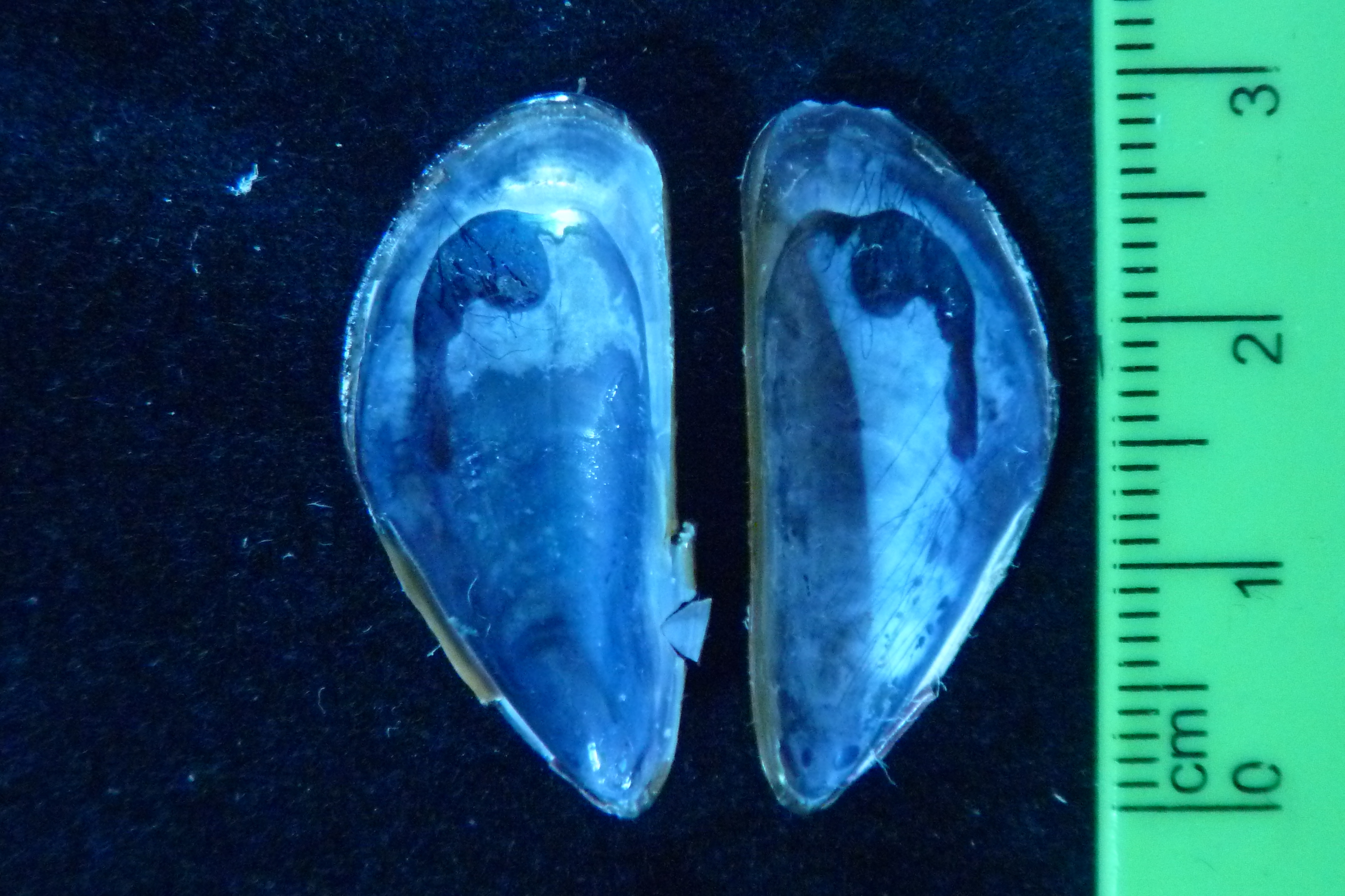 <p>Inside view of <em>Mytella strigata&nbsp;</em>shell.</p>
