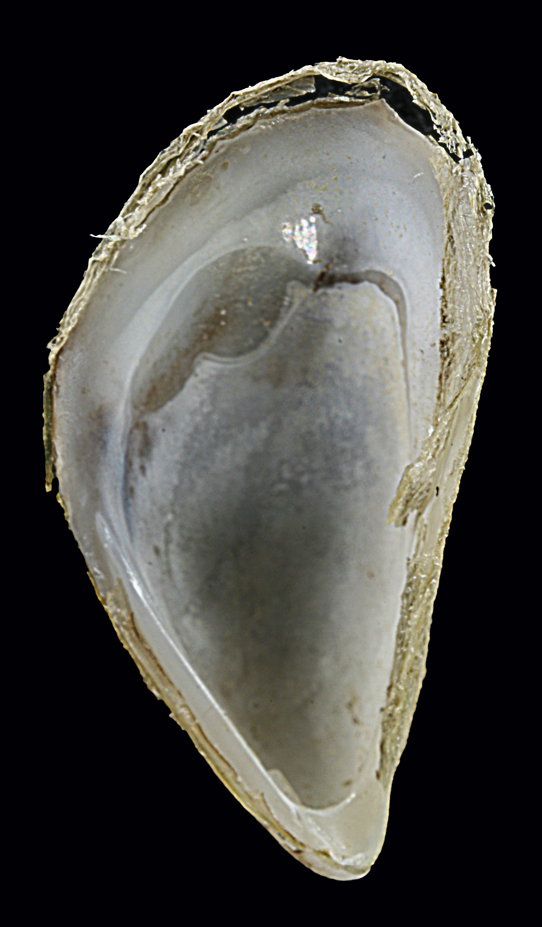 <p><em>Mytilopsis sallei</em> inside of shell.</p>
