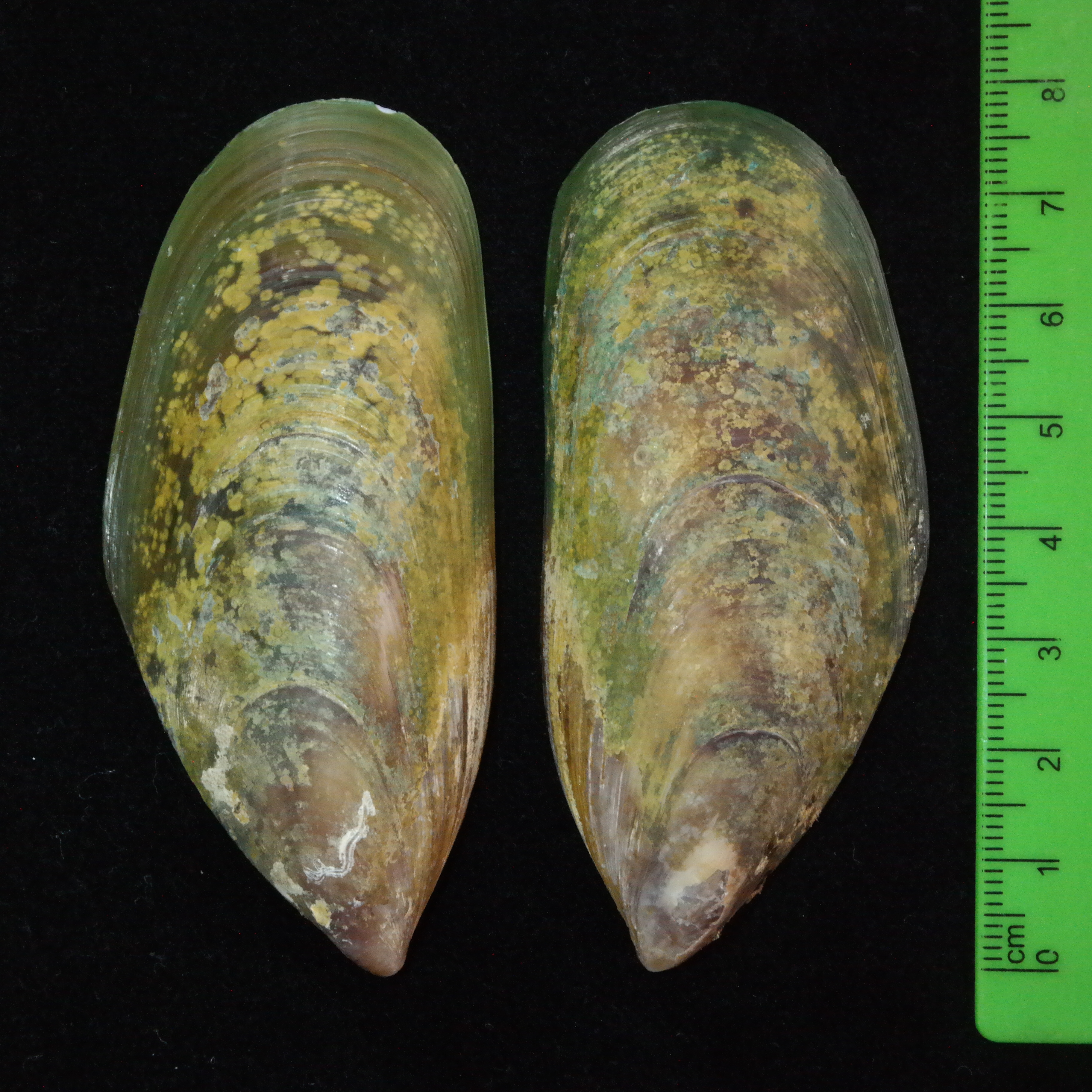 <p><em>Perna canaliculus</em> shell with scale. Shell colour varies with age and may be fouled by barnacles, tube worms or other encrusting marine life.</p>
