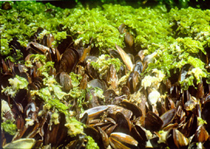 <p><em>Perna perna </em>fouled with algae.</p>
