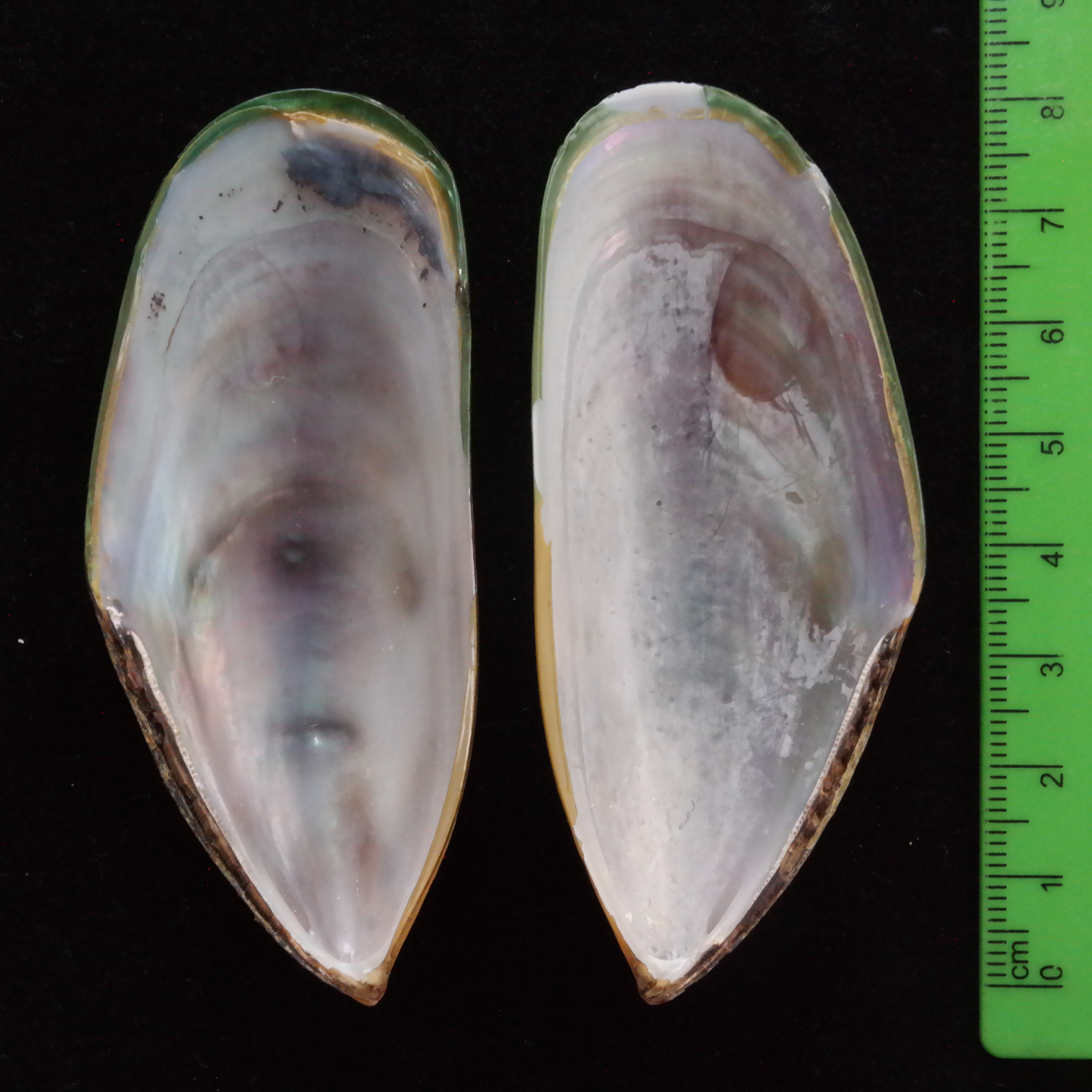 <p>Inside shell of <em>Perna canaliculus</em>.&nbsp;</p>
