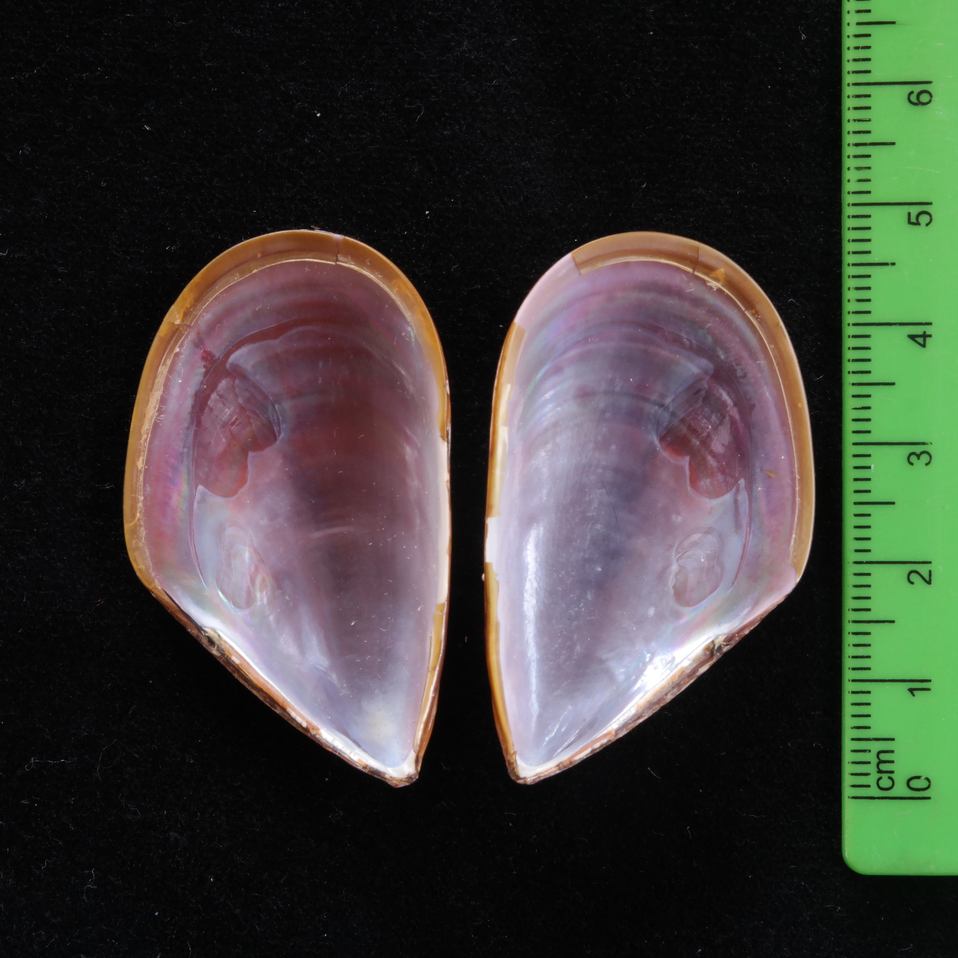 <p>Inside view of <em>Perna perna</em> shells</p>
