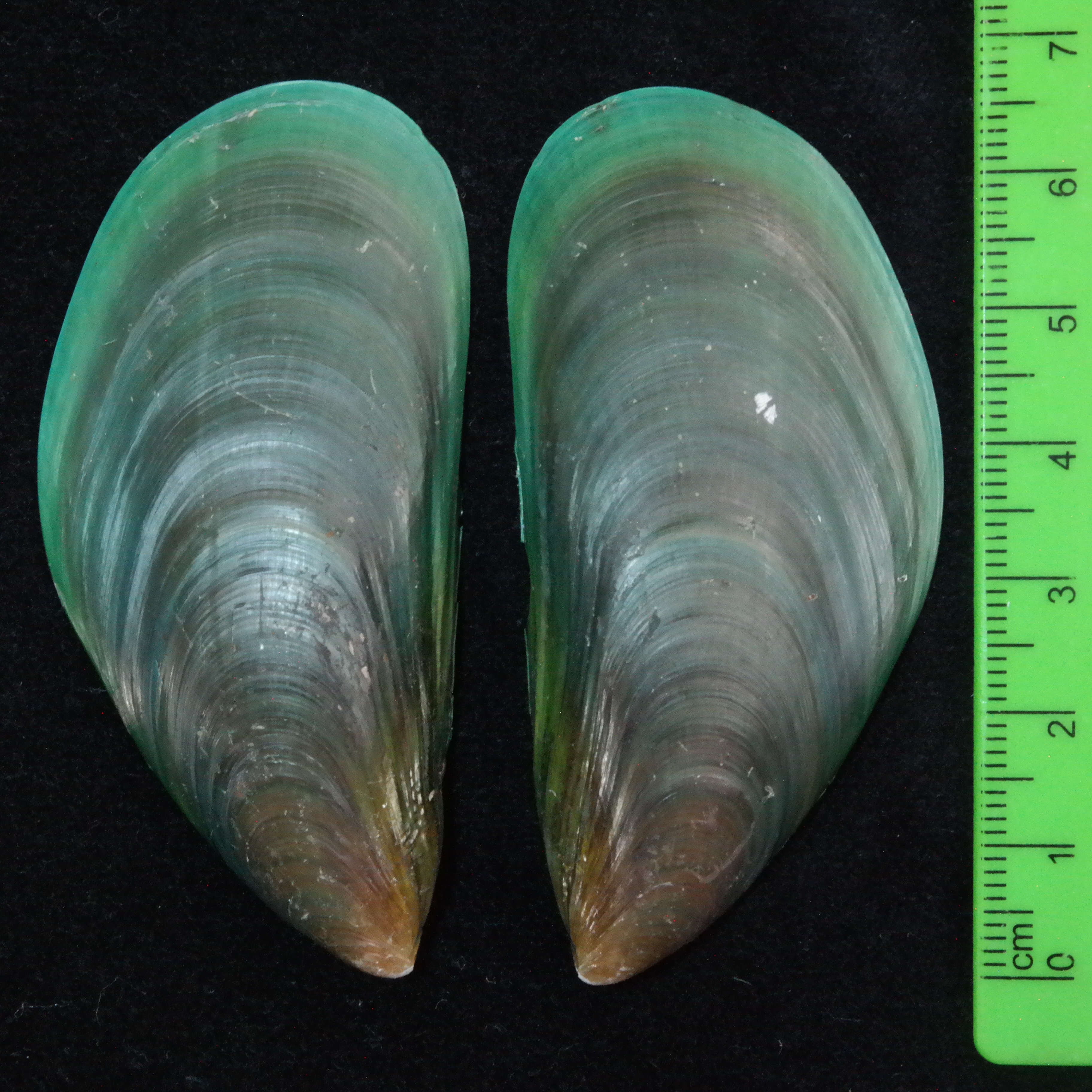 <p><em>Perna viridis</em> shells</p>

