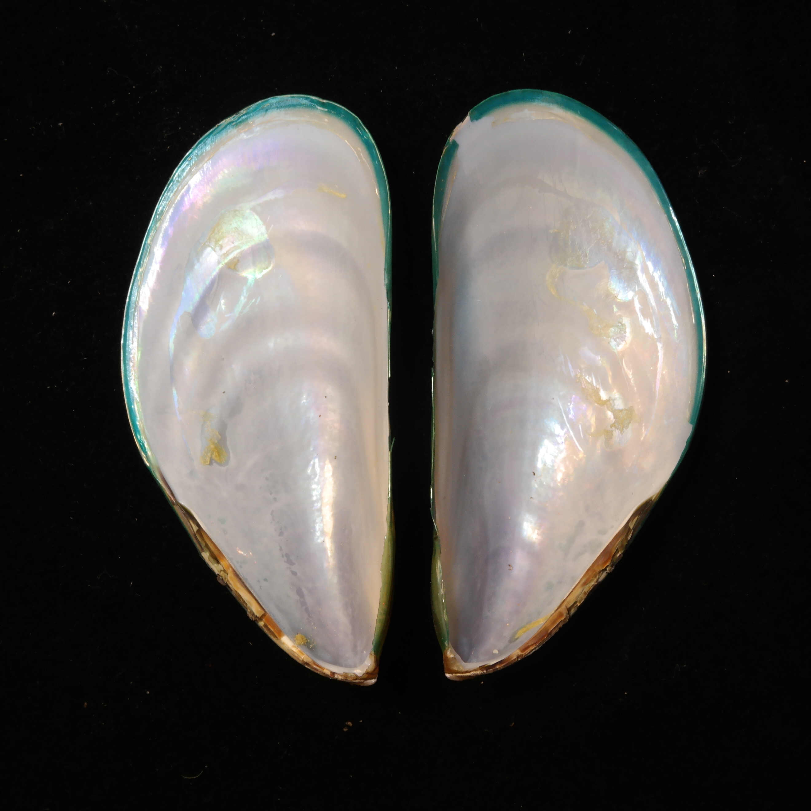 <p>Inside of <em>Perna viridis</em> shells</p>
