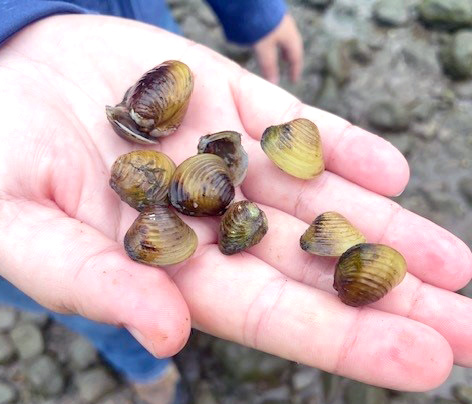 <p><em>Corbicula fluminea </em>demonstrating avareage size.</p>
