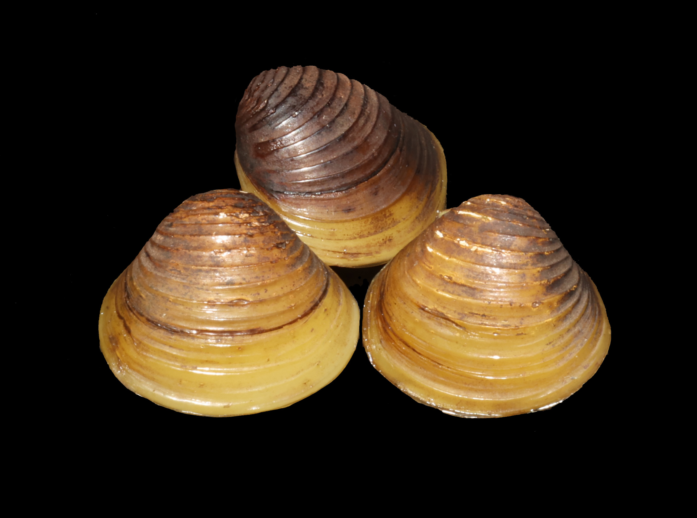 <p><em>Corbicula fluminea </em>image with distinct banding and yellow gold colours.&nbsp;</p>
