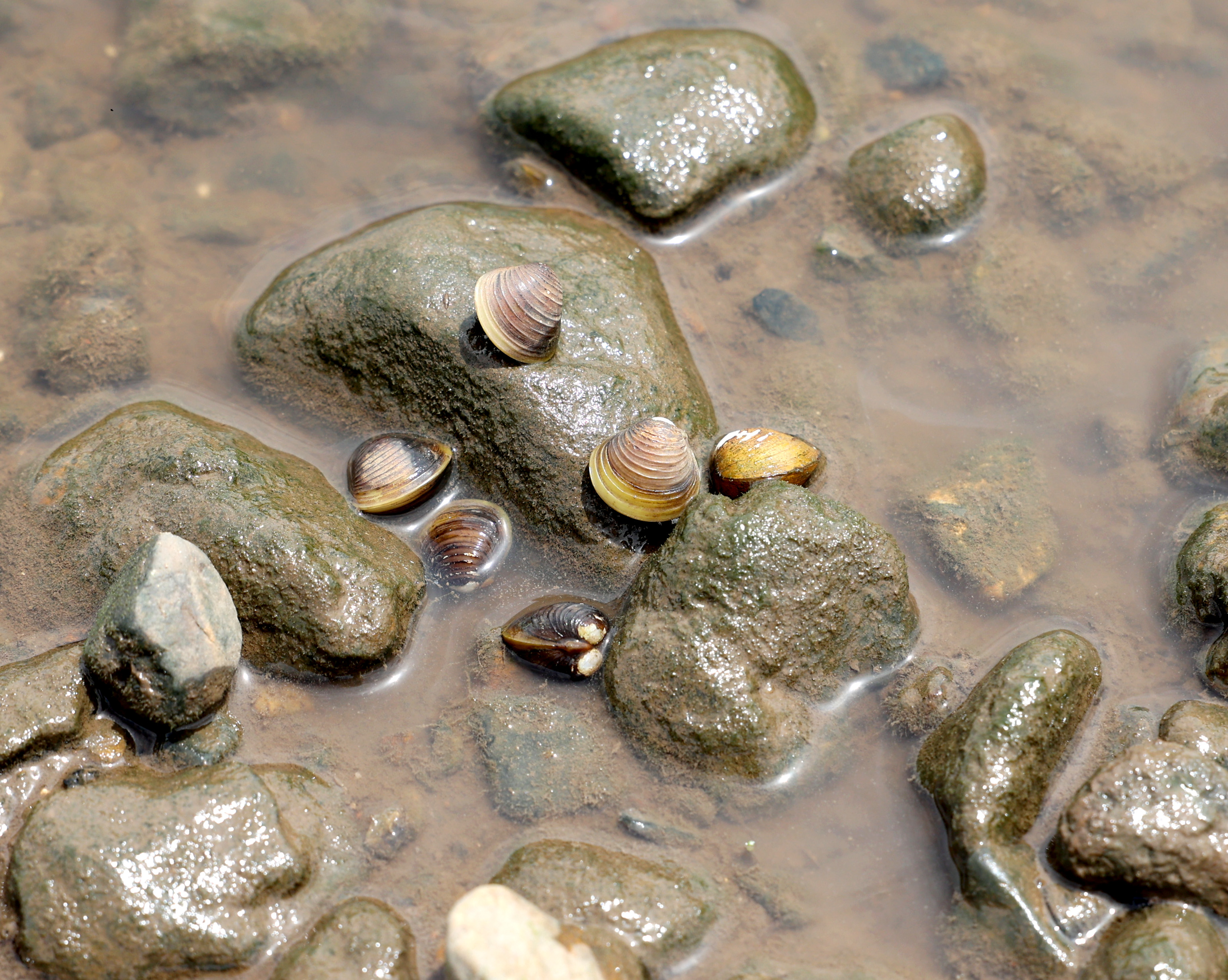 <p><em>Corbicula fluminea </em>in natural envirnment.&nbsp;</p>
