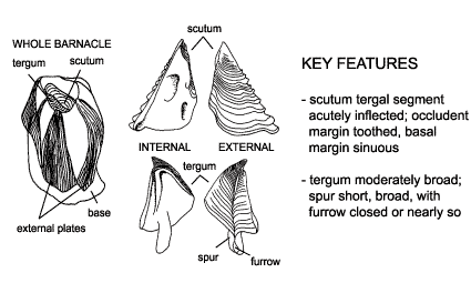 <p><em>Megabalanus rosa</em> diagram &amp; key features. Scutum tergal segment acutely inflected; occludent margin toothed, basal margin sinuous. Tergum moderately broad; spur short, broad, with furrow closed or nearly so.</p>
