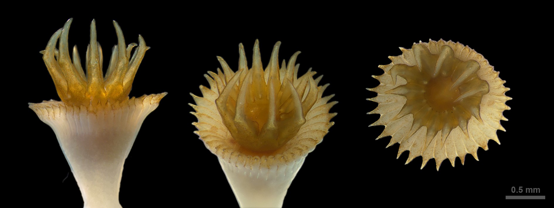 <p>Figure 1. Hydroides dianthus</p>

<h1>&nbsp;</h1>
