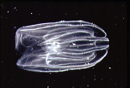 <p><em>Mneimiopsis leidyi</em> - NIMPIS.</p>
