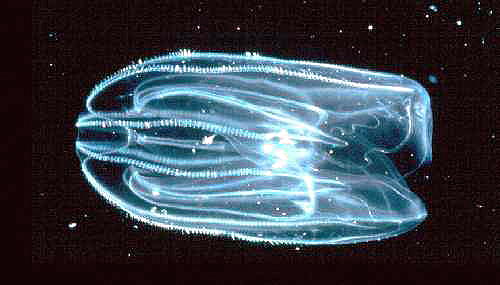 <p><em>Mnemiopsis leidyi </em>(600 dpi).</p>
