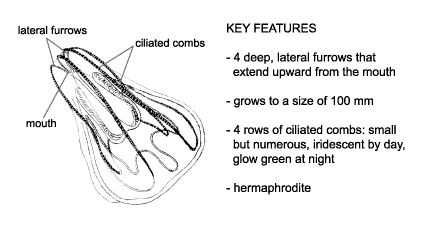 <p><em>Mnemiopsis leidyi </em>diagram &amp; key features. 4 deep, lateral furrows that extend upward from the mouth. Grows to a size of 100 mm. 4 rows of ciliated combs: small but numerous, iridescent by the day, glow green at night. Hermaphrodite.</p>
