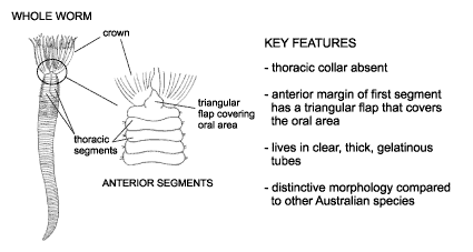 <p><em>Myxicola infundibulum</em> diagram and key features - NIMPIS. Thoracic collar&nbsp;absent. Anterior margin of first segment has a triangluar flap that covers oral area. Lives in clear, thick, gelatinous tubes. Distinctive morphology compared to other Australian species.</p>
