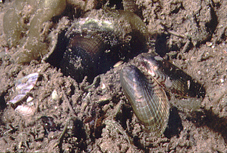 <p><em>Arcuatula&nbsp;senhousia</em> - NIMPIS.</p>
