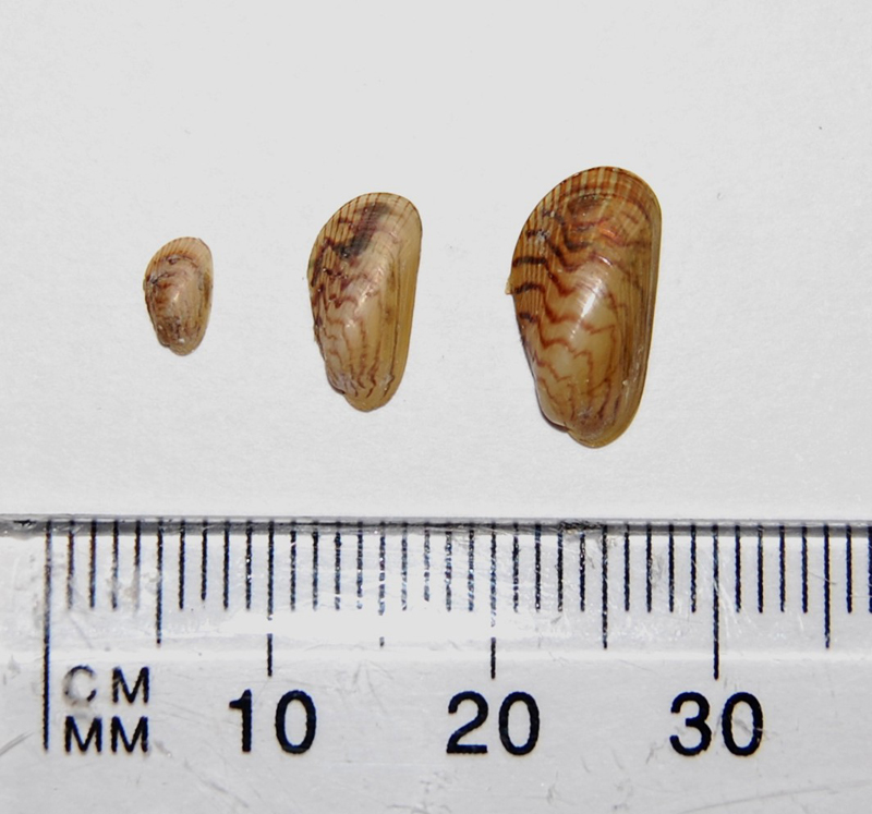 <p>Three different sized specimens of <em>Arcuatula senhousia </em>photographed next to a ruler. The dark zig-zag patterns can be seen on the shells.</p>
