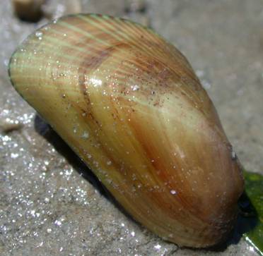 <p>A single <em>Arcuatula senhousia</em> specimen. Shows the species' iridescent radiating bands which usually run at right angles to the zig-zag pattern.</p>
