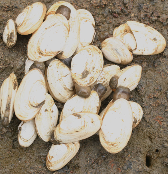 <p>Image of a cluster of<em> Mya arenaria</em> shells, some with siphons protruding from the hind end, on a sand gravel substrate.</p>
