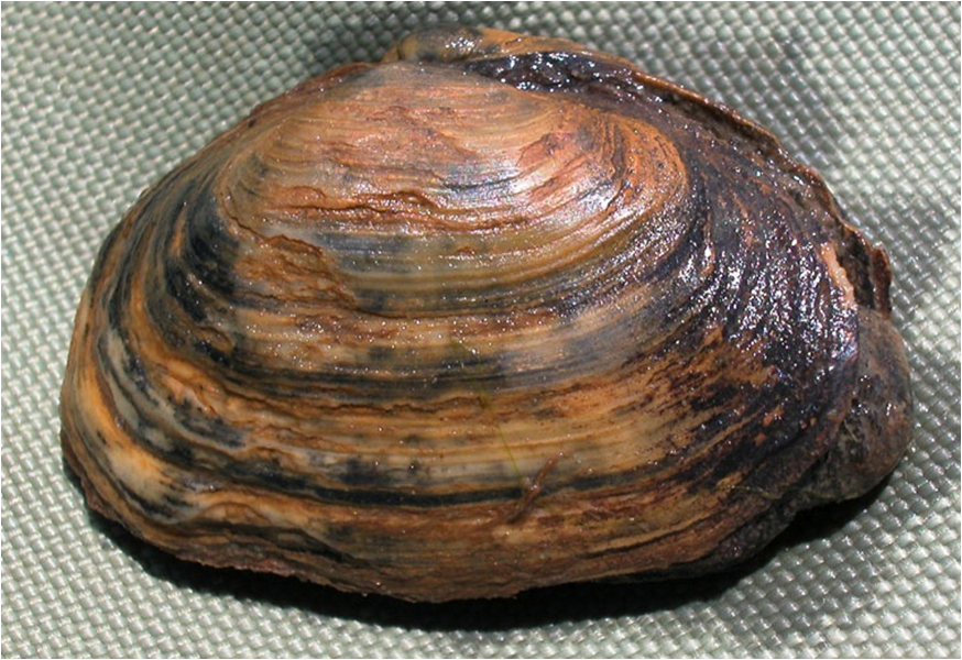 <p><em>Mya arenaria</em> shell, staining by mud makes this shell rusty in appearance.</p>
