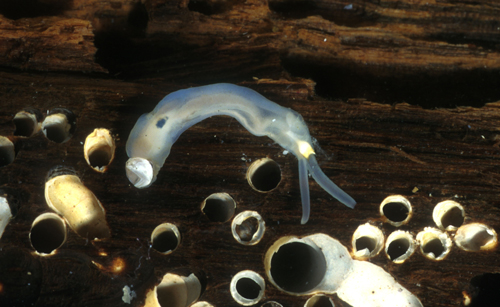 <p><em>Teredo navalis</em> - NIMPIS.</p>
