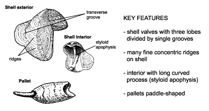 <p><em>Teredo navalis</em> diagram &amp; key features. Shell valves with three lobes divided by single grooves. Many fine concentric ridges on shell. Interior with long curved porcess (styloid apophysis). Pallets paddle-shaped.</p>
