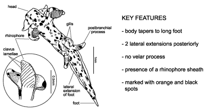 <p><em>Thecacera pennigera</em> diagram &amp; key features. Body tapers to long foot. 2 lateral extensions posteriorly. No velar process. Presence of a rhinophore sheath. Marked with orange and black spots.</p>
